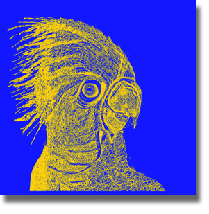 Hello Cocky - Blue and Yellow Hello Cocky - Blue and Yellow